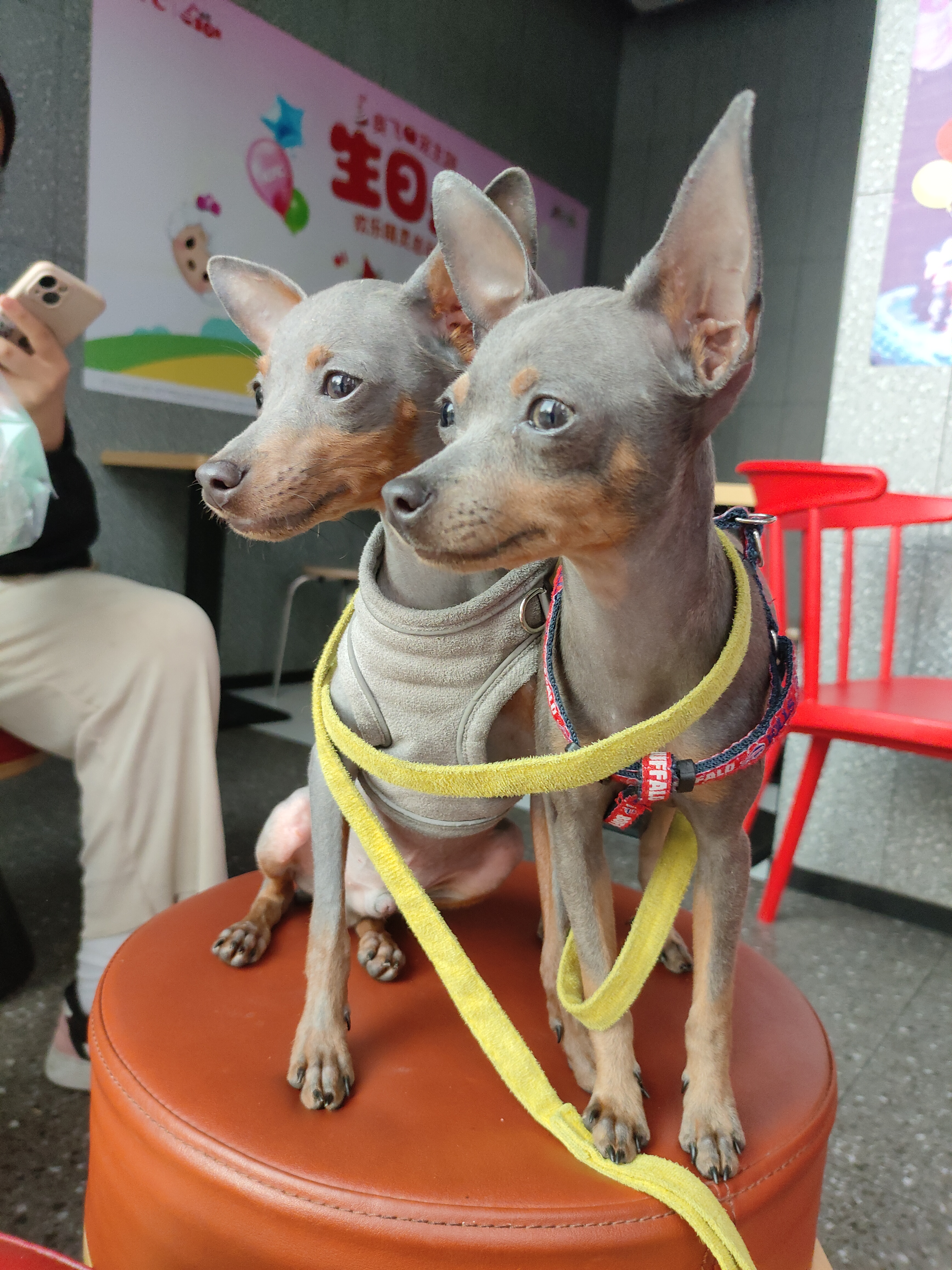 纯种小体小鹿犬蓝色精品，不到5斤。种公级别